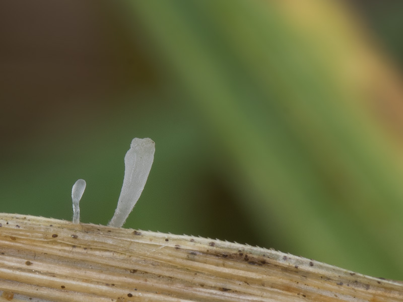 Typhula culmigena